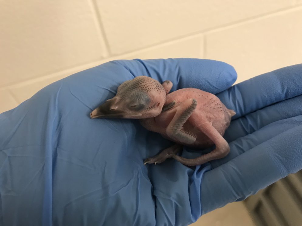 One of the World’s Most Endangered Species Was Just Born in Virginia