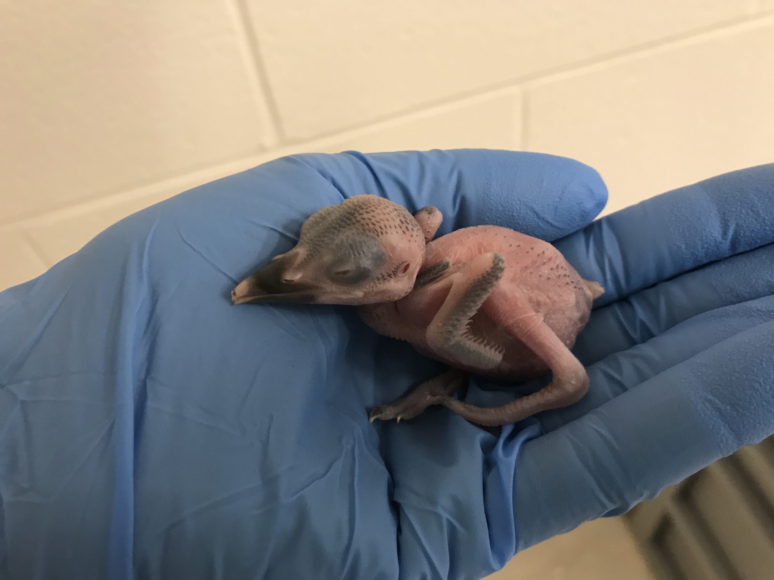 One of the World's Most Endangered Species Was Just Born in Virginia - Washingtonian One of the World's Most Endangered Species Was Just Born in Virginia - Washingtonian