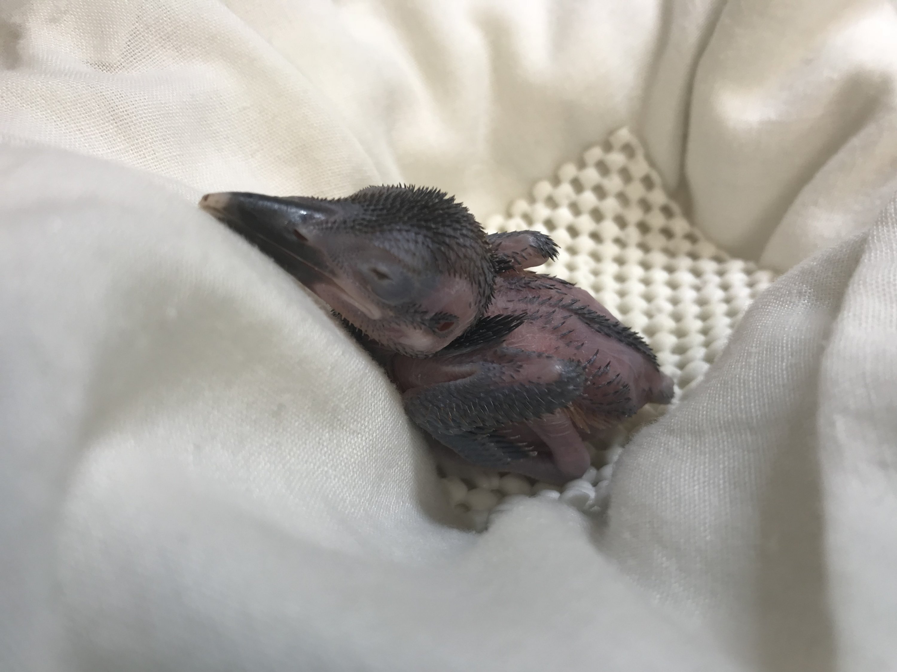 kingfisher_chick_9602 - Washingtonian