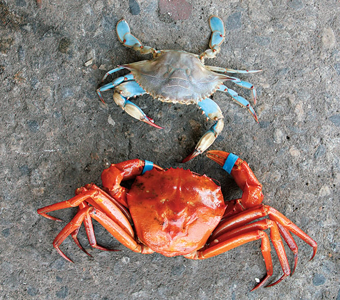 Våd Mellemøsten Lykkelig Love Blue Crabs? Meet the Red Crab - Washingtonian