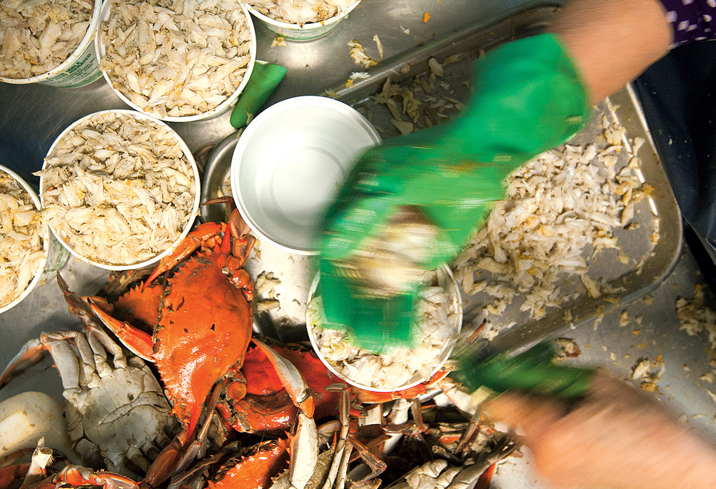 Pickers at Bay Hundred Seafood in St. Michaels. Photograph by Jay Fleming.