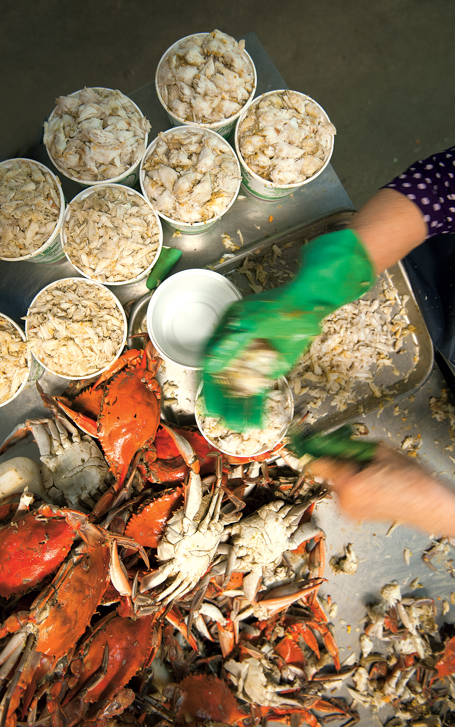 Pickers at Bay Hundred Seafood in St. Michaels. Photograph by Jay Fleming.