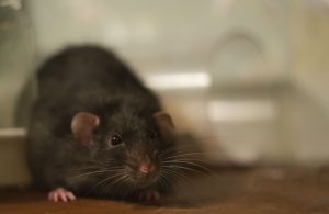 Are Cat-Sized Rats Taking Over DC?