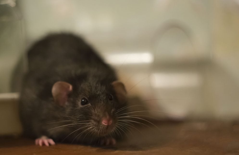 Are Cat Sized Rats Taking Over DC Washingtonian are-cat-sized-rats-taking-over-dc-washingtonian