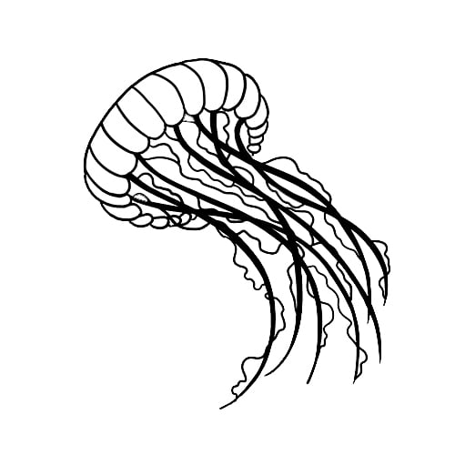 jellyfish1 - Washingtonian Illustration by Laurène Boglio.