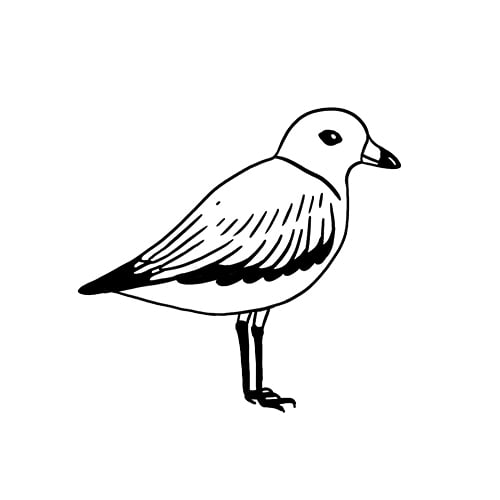 plover1 - Washingtonian Illustration by Laurène Boglio.