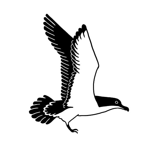 shearwater1 - Washingtonian Illustration by Laurène Boglio.