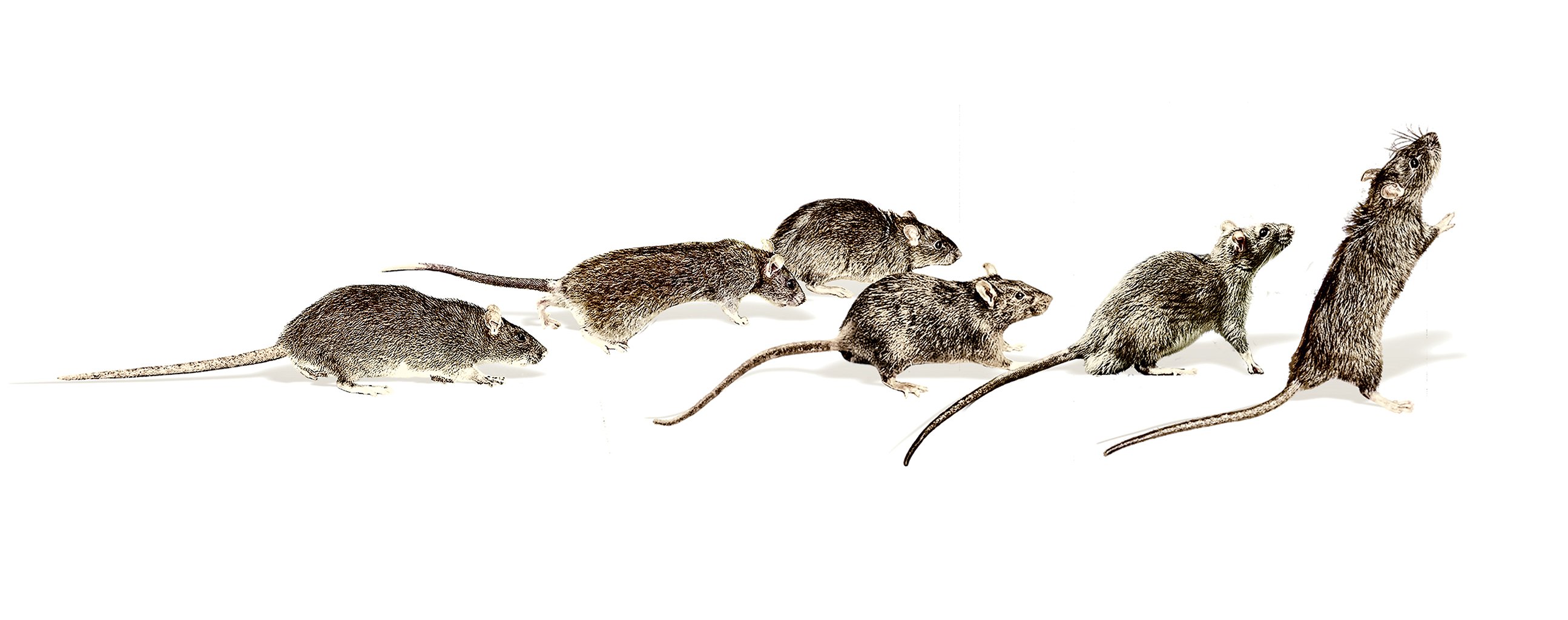 The Rats Are Taking Over DC! - Washingtonian
