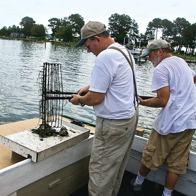 Northern Neck, Virginia Oysters. Tools of the trade: Captain A.C. Fisher Jr. and waterman Ed Coates prep the oyster tongs.