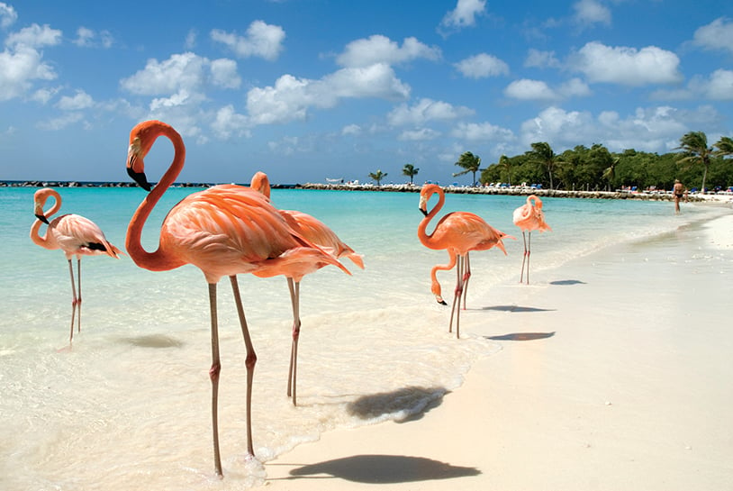 Hurricane-free Aruba is a safe tropical place to flock to in fall.