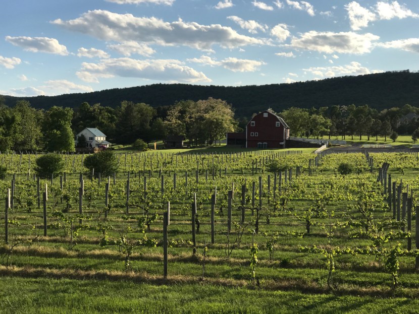 hiddencroft vineyards - Washingtonian