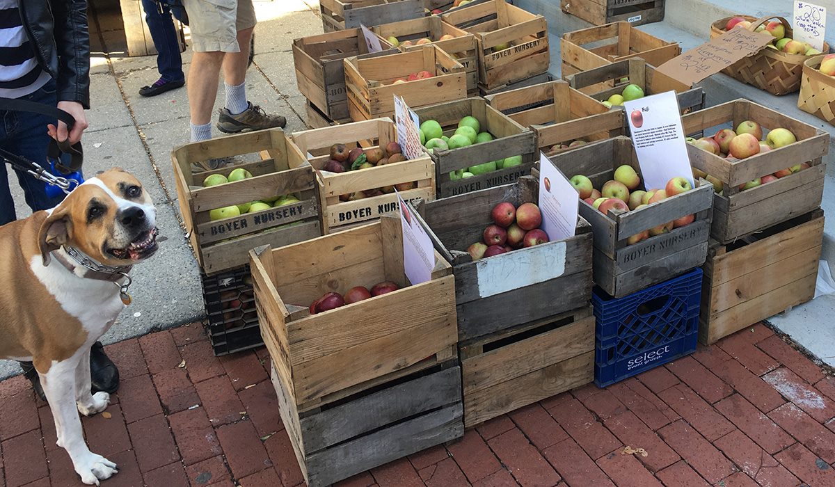 dog and apple festival - Washingtonian