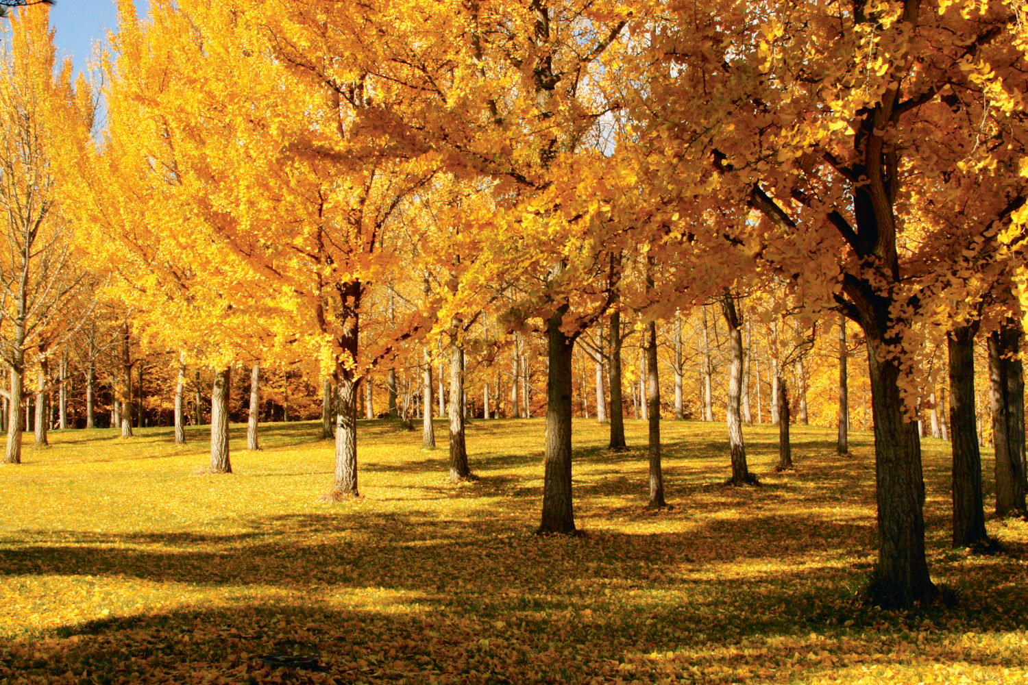 Fall Foliage in DC. Photograph by Tim Farmer/Blandy Experimental Farm.