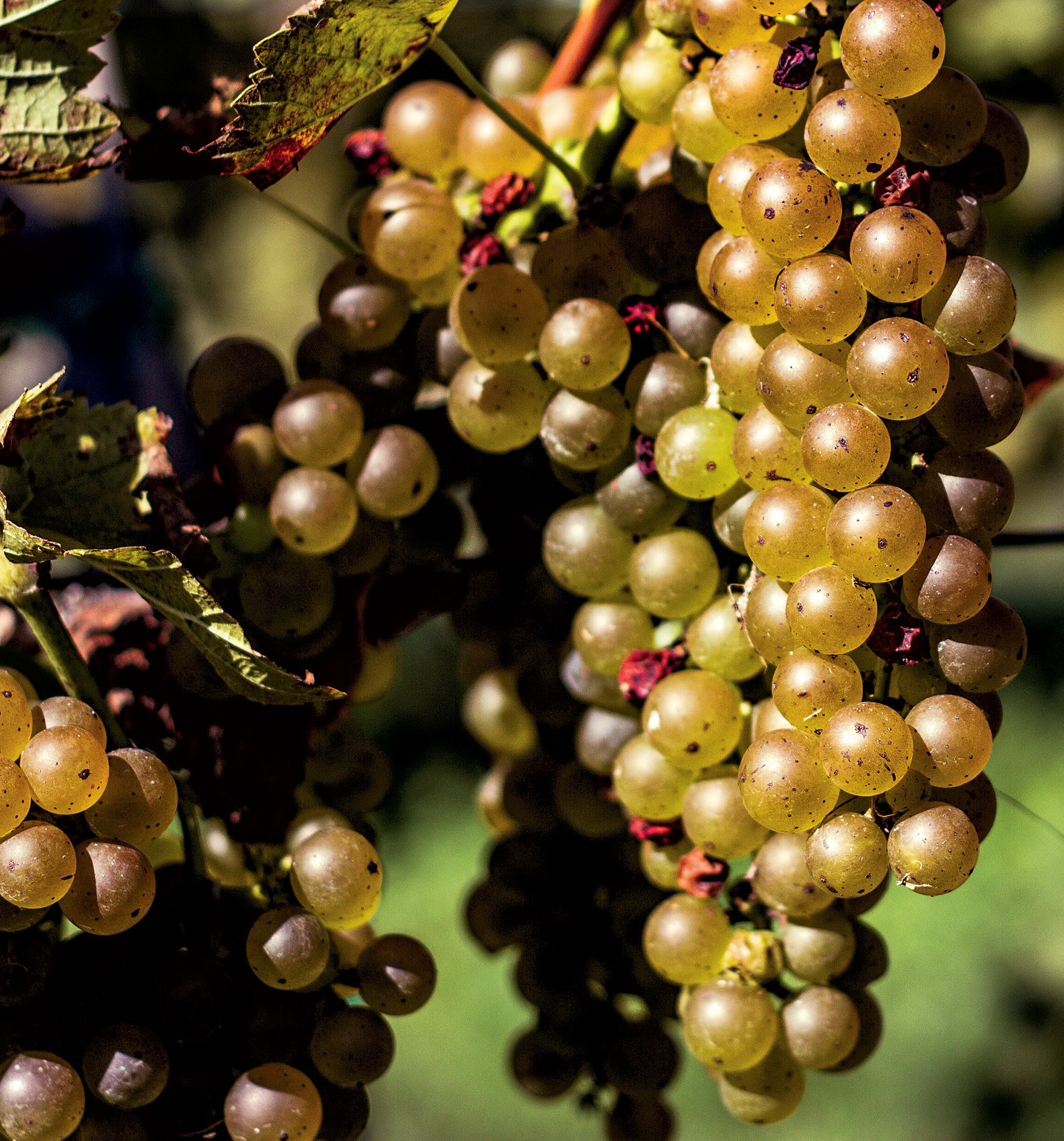 TravelOctFeat - Washingtonian The Mid-Atlantic has hundreds of wineries. Photograph by Scott Harlan.