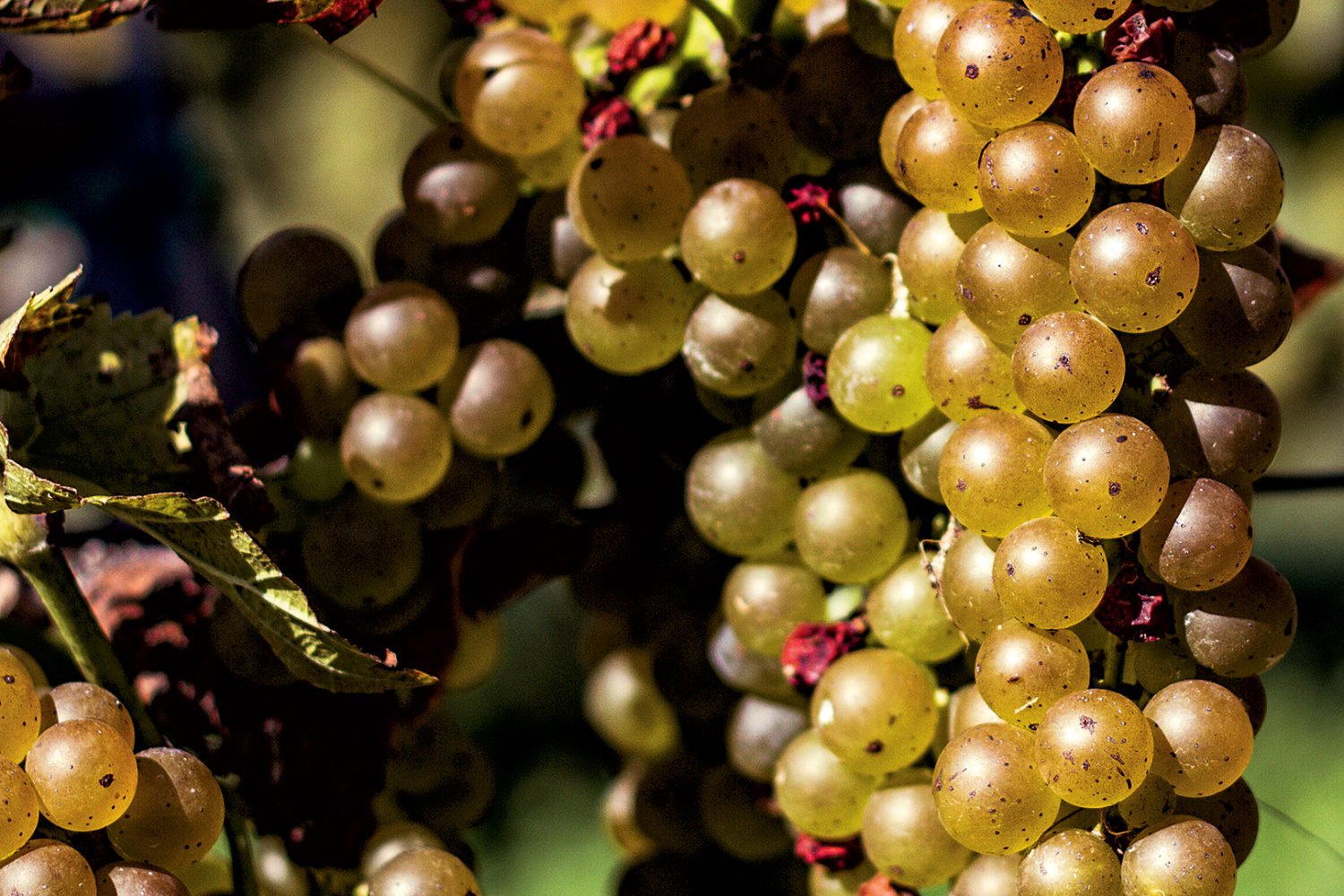 The Mid-Atlantic has hundreds of wineries. Photograph by Scott Harlan.