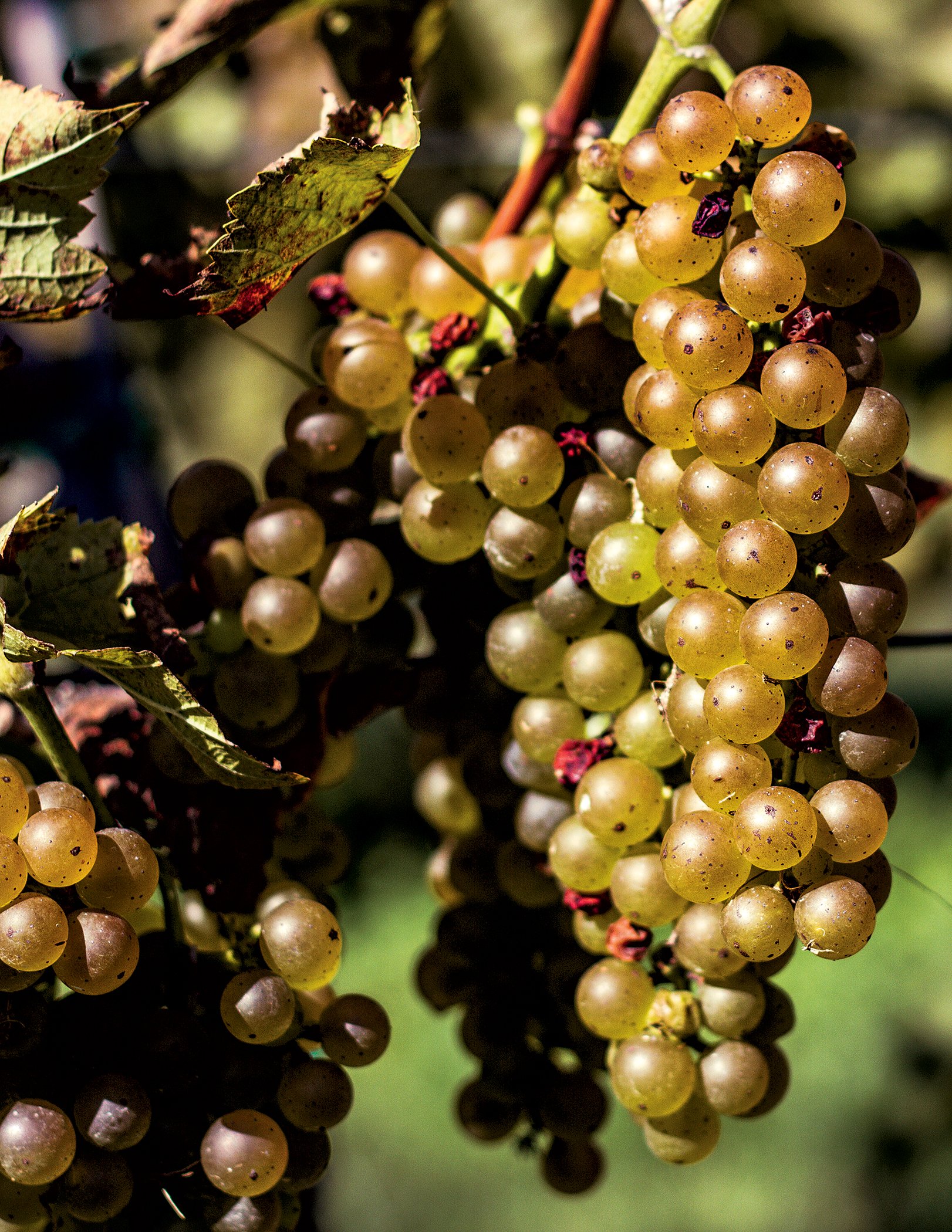 The Mid-Atlantic has hundreds of wineries. Photograph by Scott Harlan.