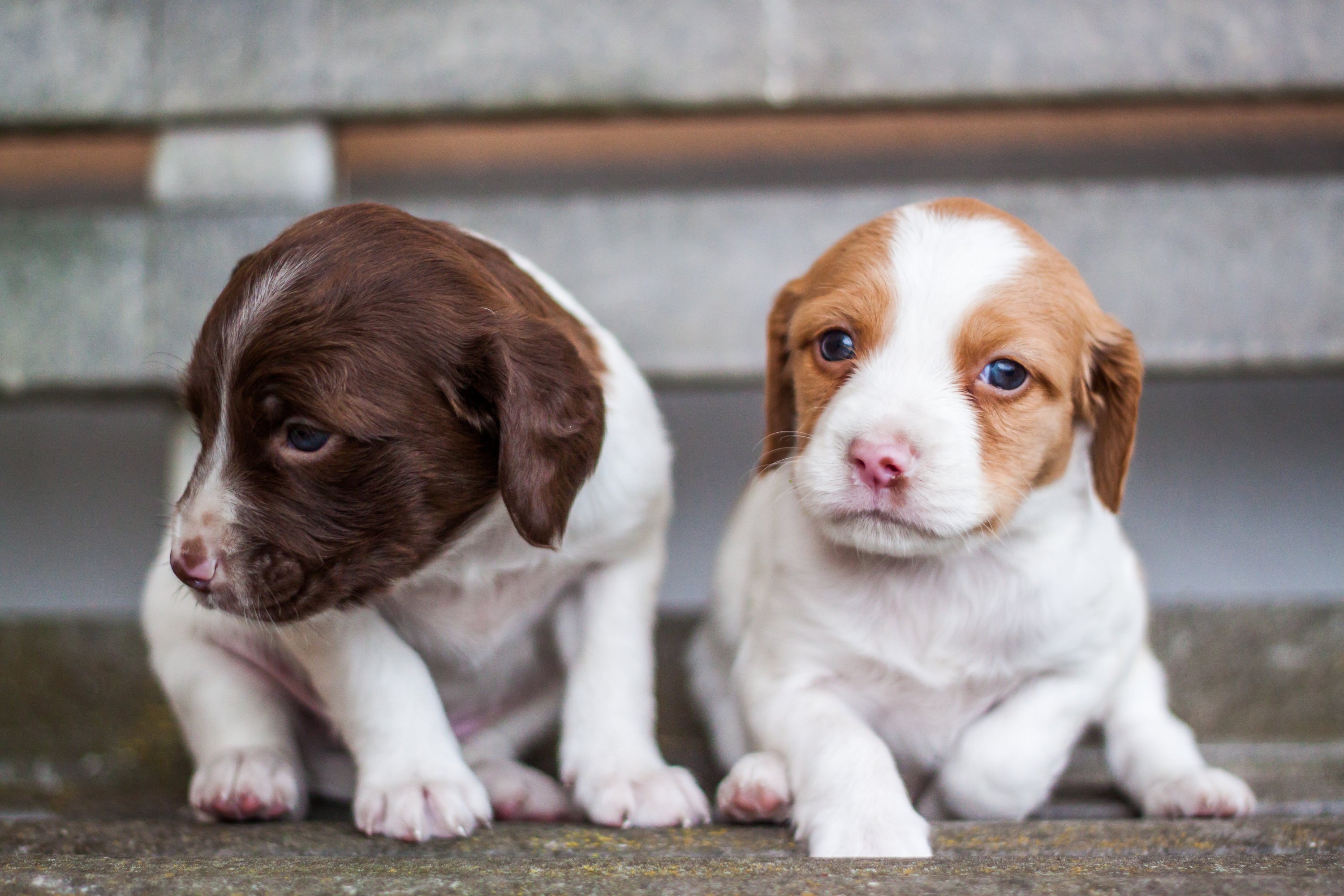 Washingtonia's Cutest Dog Contest: Take a photo with your buddy. Photograph by Alain d'Alché via Unsplash.