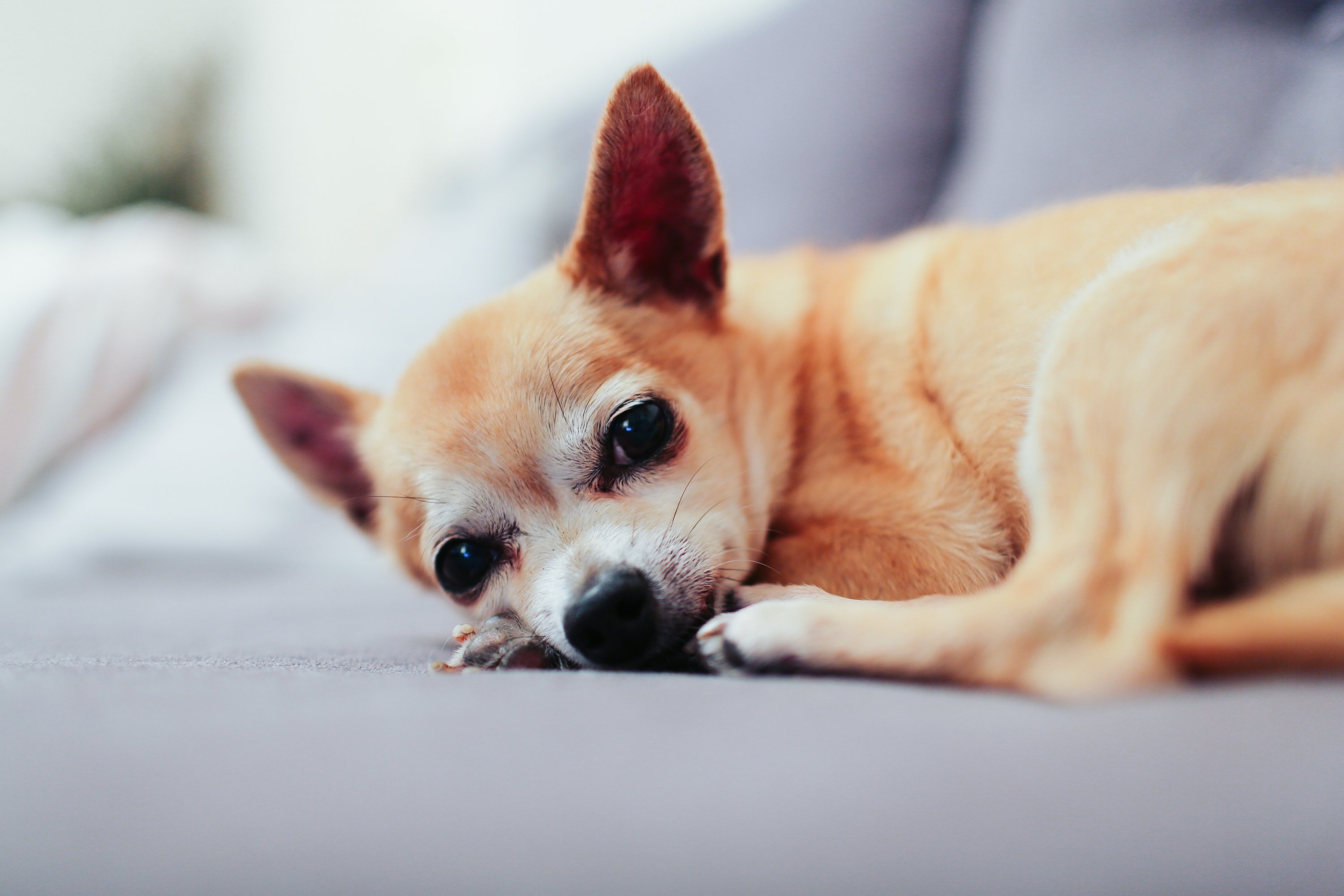 Who could resist those eyes? Photograph by Alicia Gauthier via Unsplash.