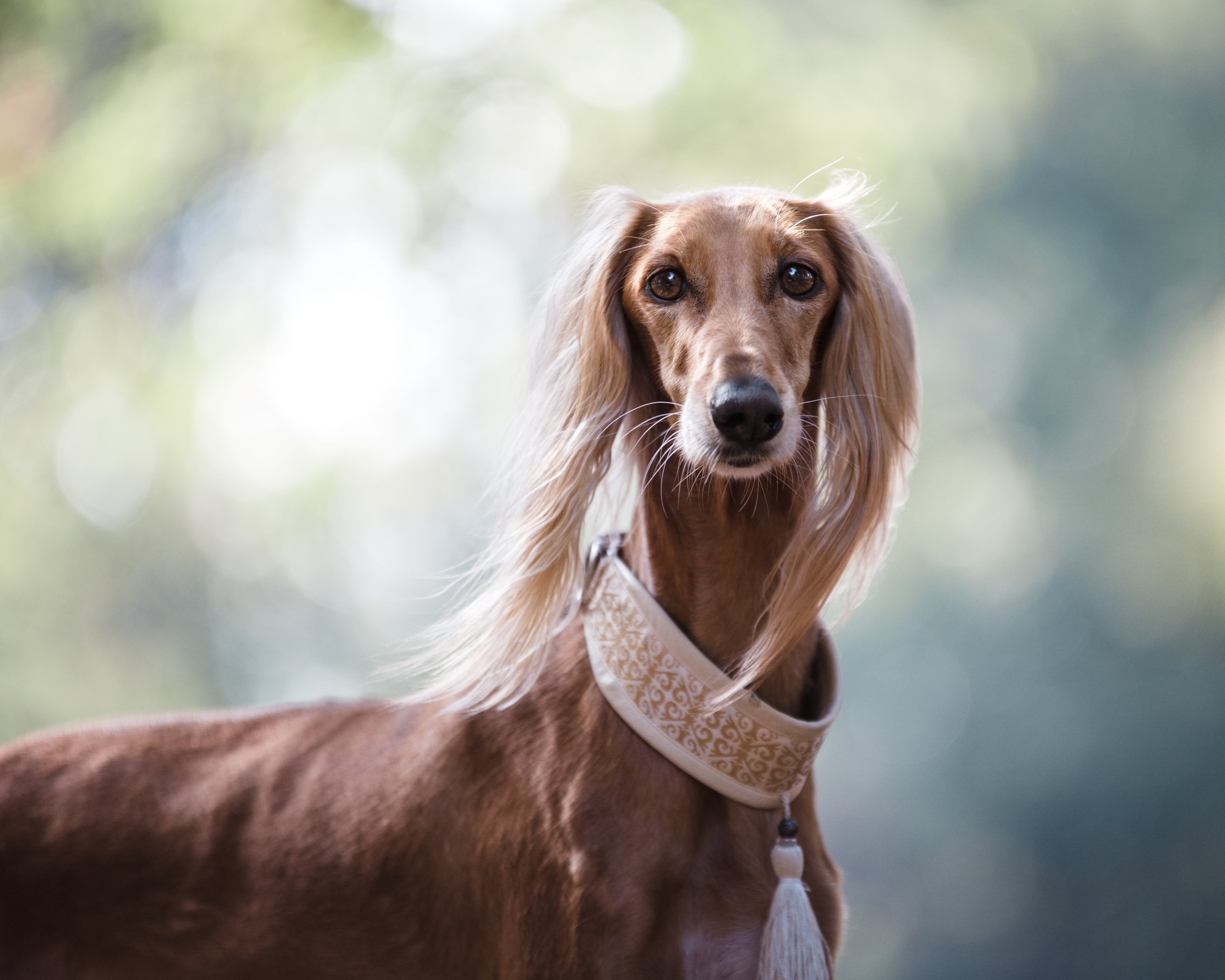 Washingtonia's Cutest Dog Contest: Send us your best glamour shot. Photograph by Artem Sapegin via Unsplas.
