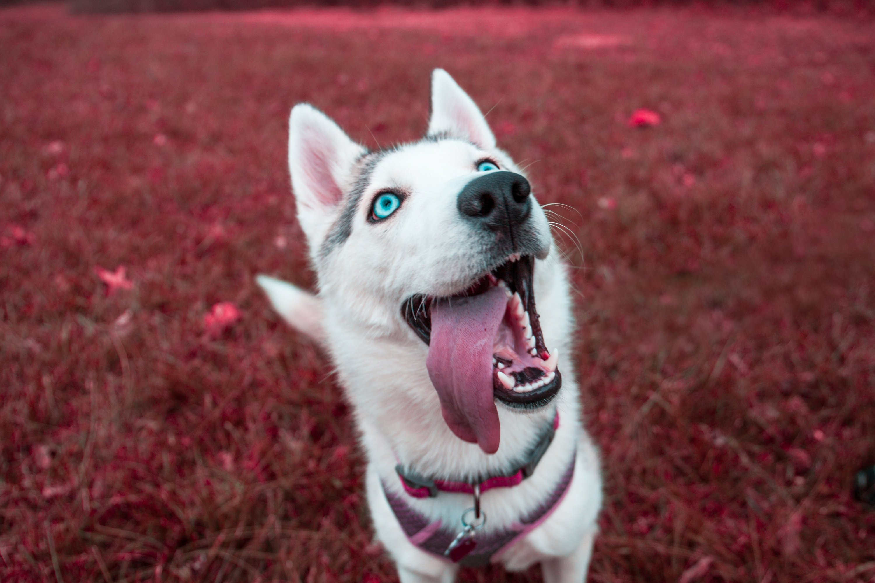 Washingtonia's Cutest Dog Contest. Husky puppy