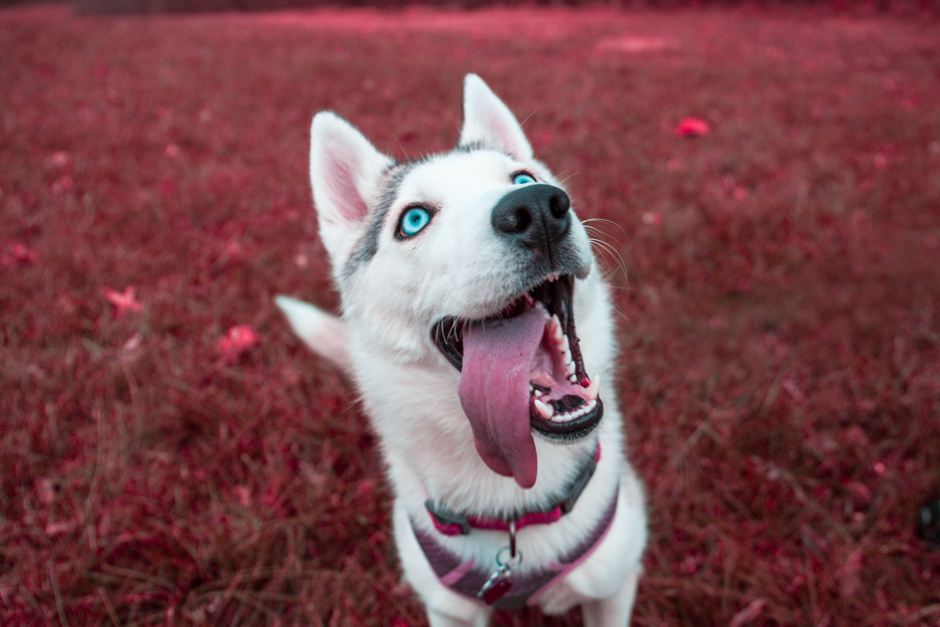 husky puppy