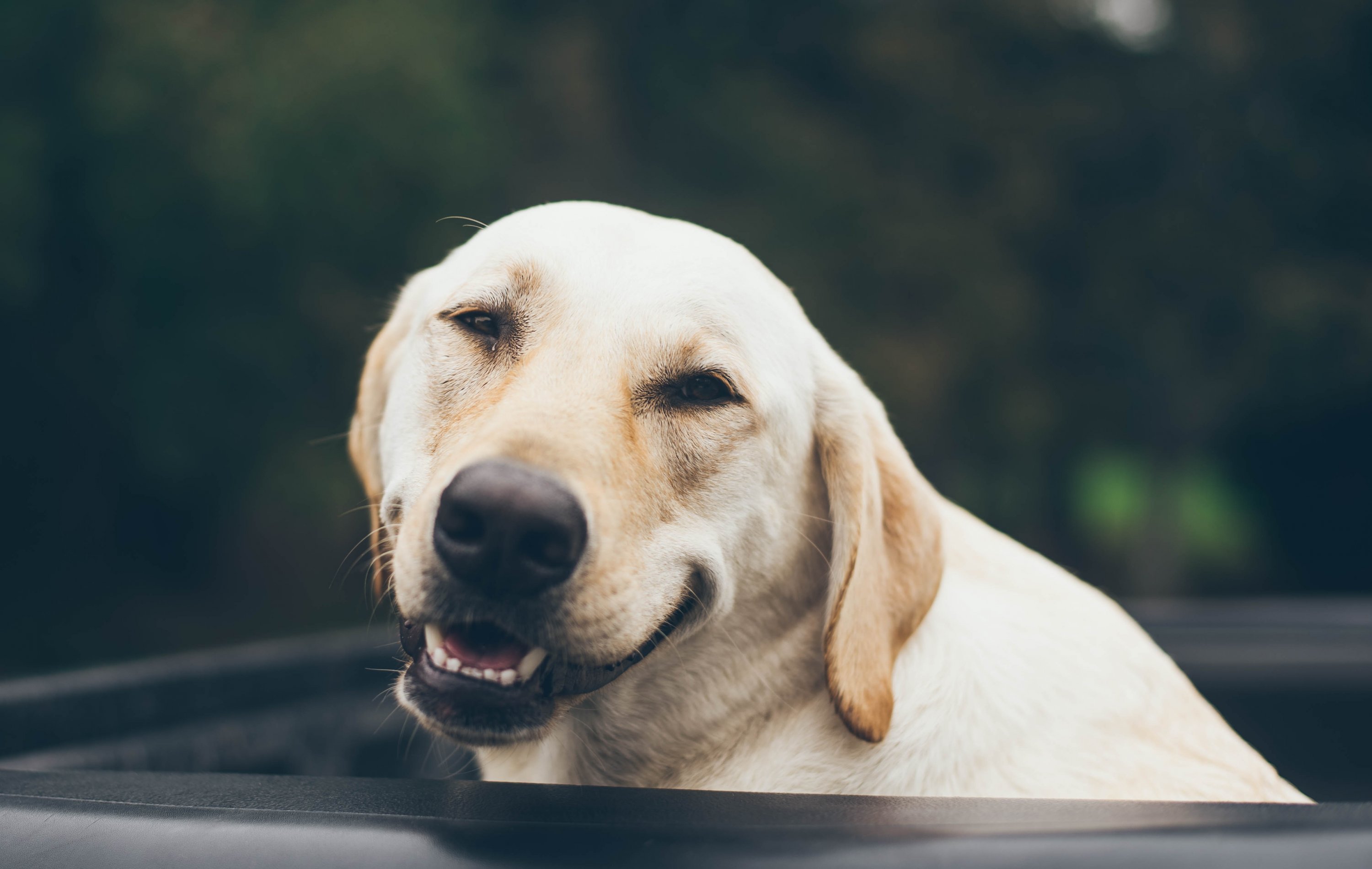 Washingtonia's Cutest Dog Contest: We're not just looking for puppies. Photograph by Jonathan Daniels via Unsplash.