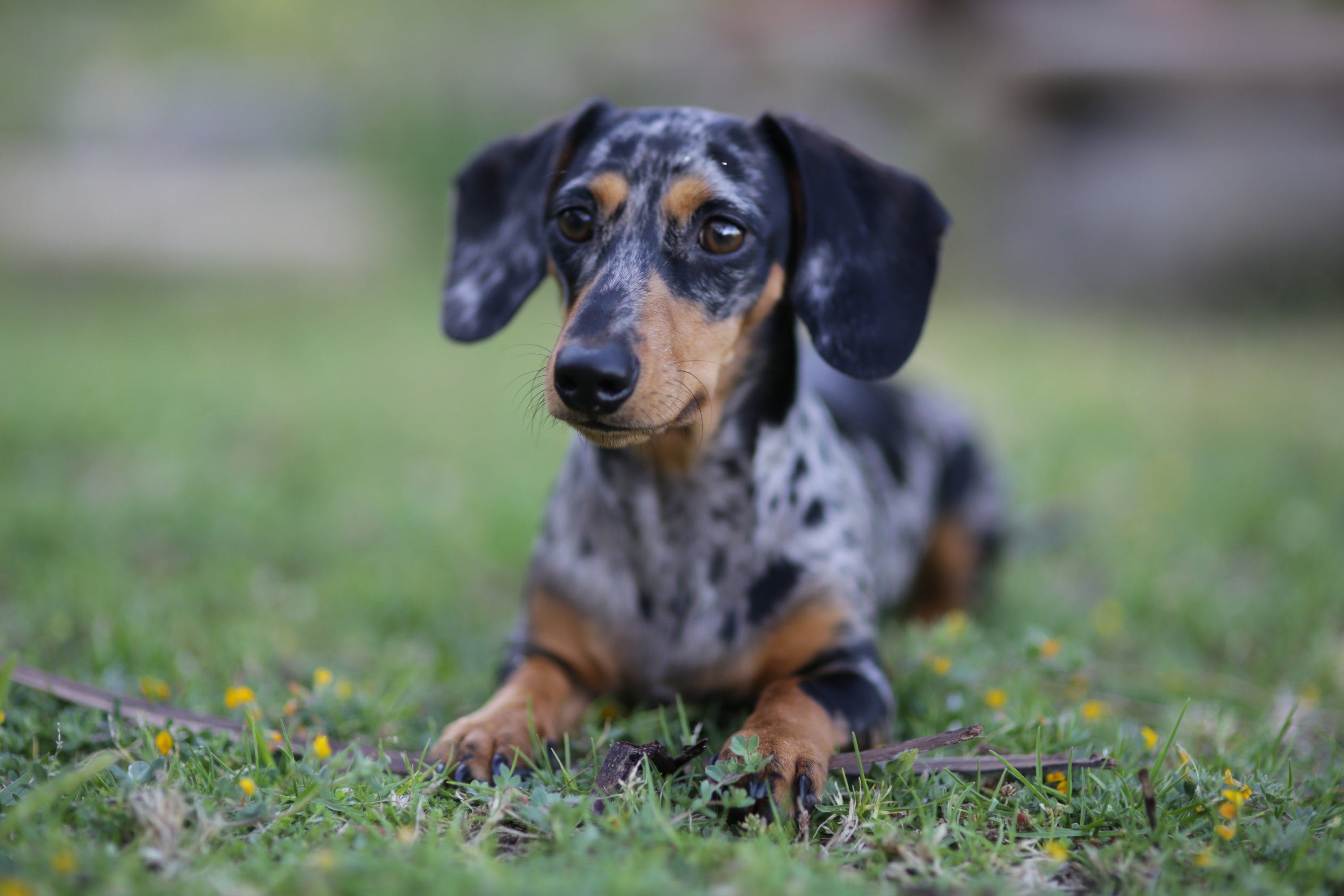 Washingtonia's Cutest Dog Contest: That dappled coat makes us swoon. Photograph by Kurt Sunkel via Unsplash.