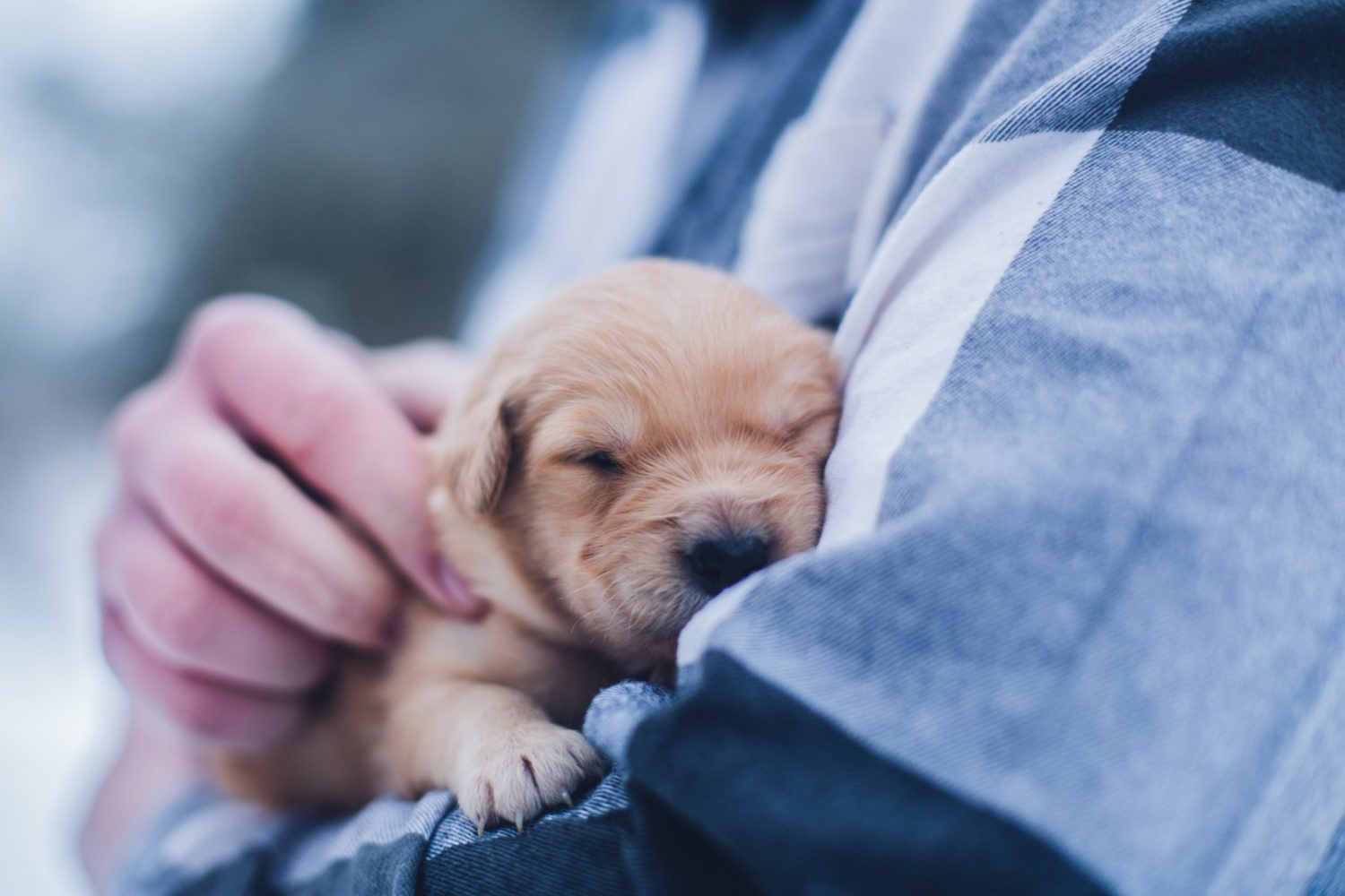 Washingtonian's Cutest Dog Contest: Just taking a little snooze. Photograph by Lydia Torrey via Unsplash.