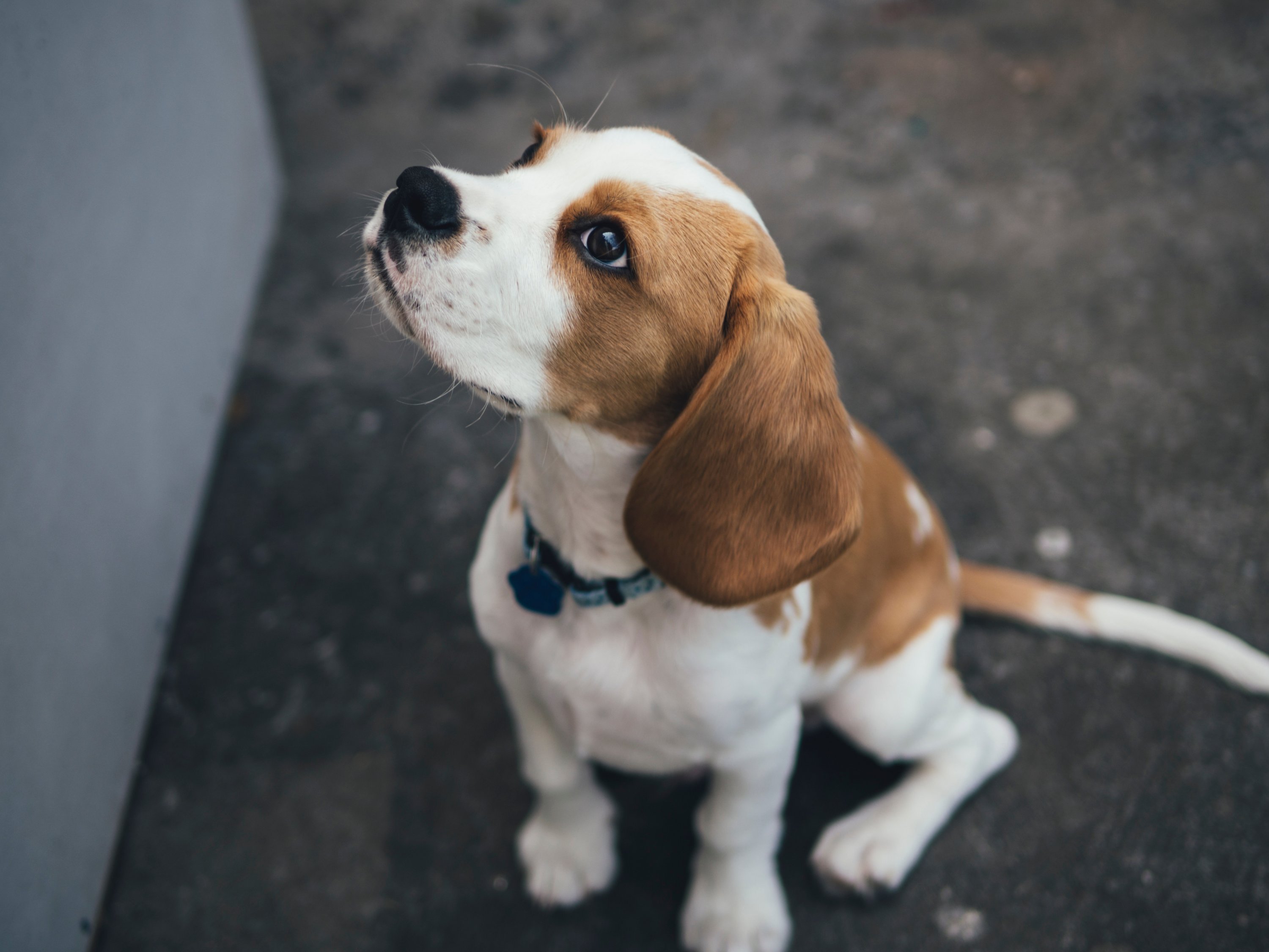 Washingtonia's Cutest Dog Contest. Beagle puppy