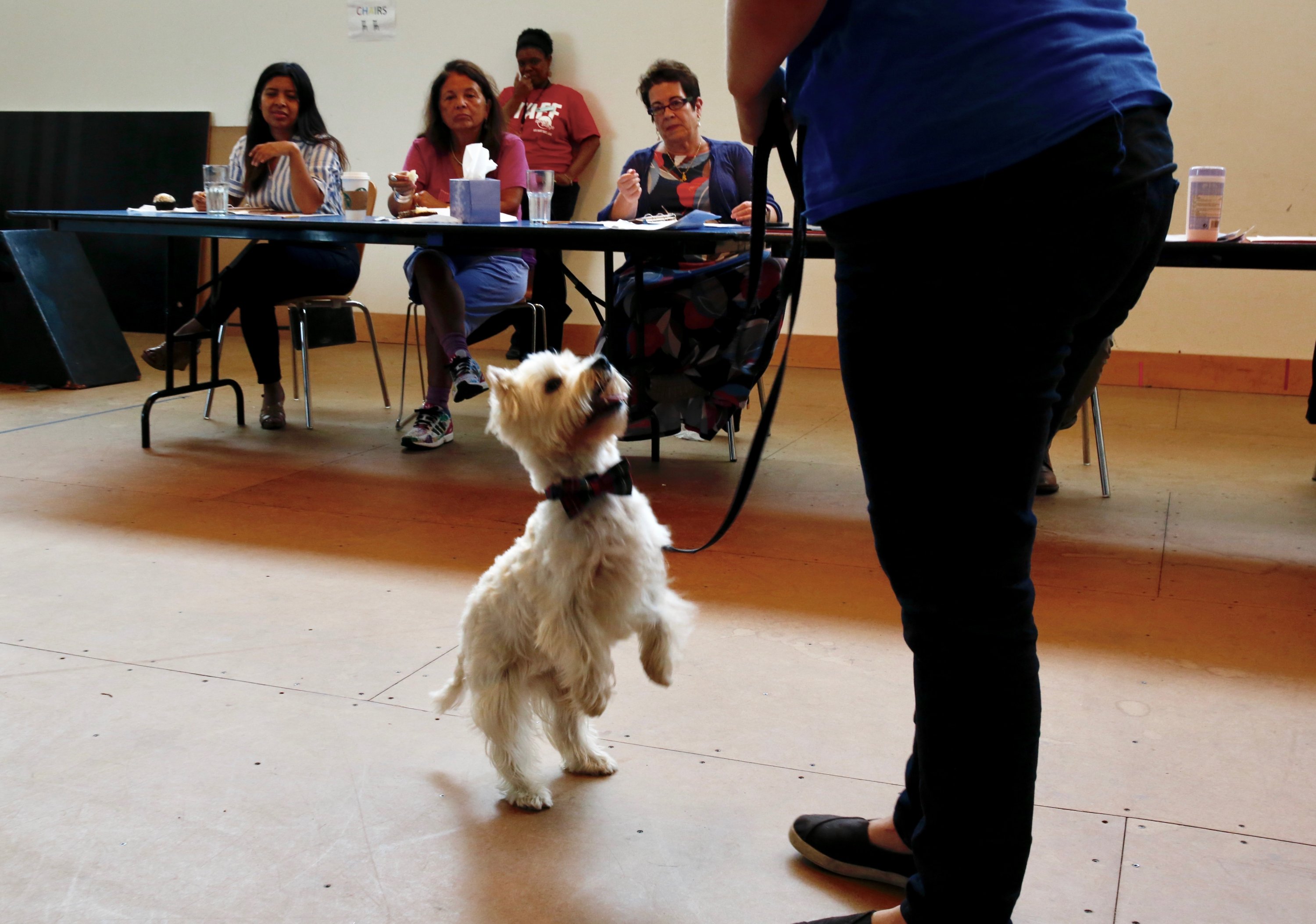 Charlie the Westie sported a bow tie during his audition. Here, he follows Valm's directions.