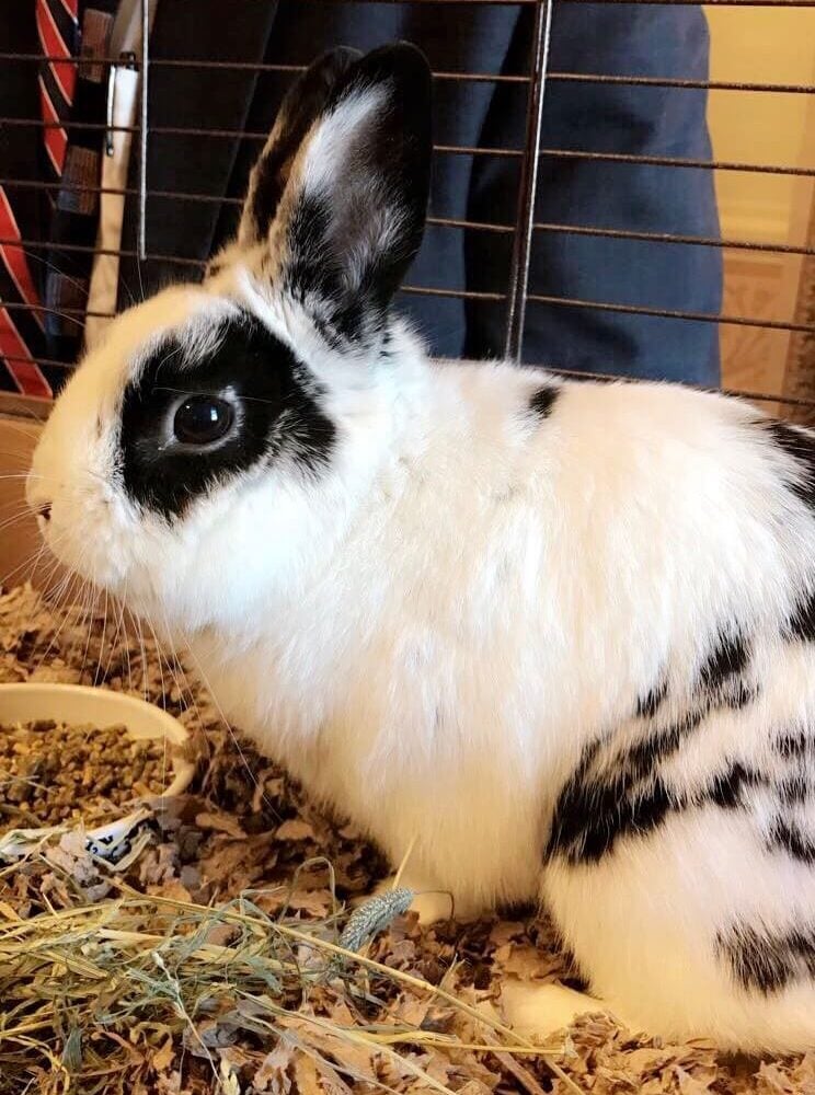 marlon bundo