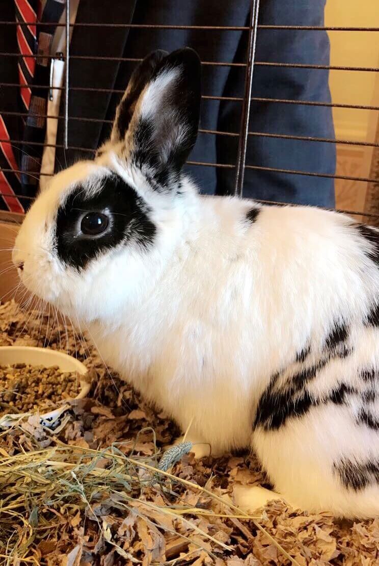 marlon bundo