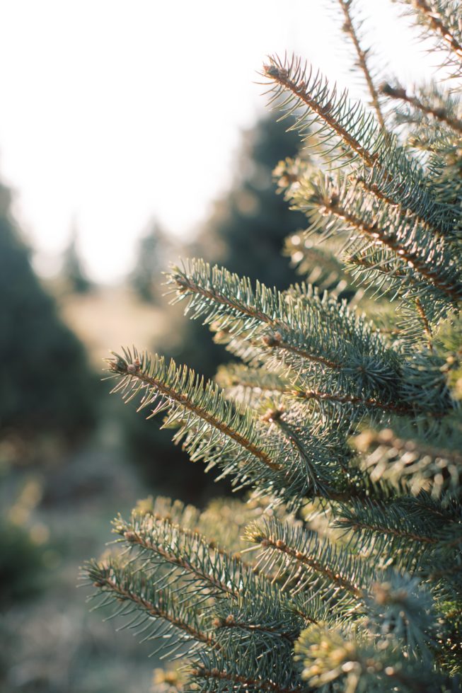 Capitals Player John Carlson and His Family Took Holiday Portraits at a  Maryland Christmas Tree Farm - Washingtonian