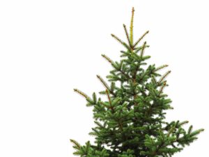 How to Turn Your Christmas Tree Into a Cocktail