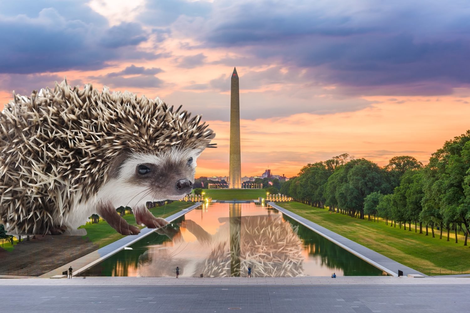 hedgehogs dc