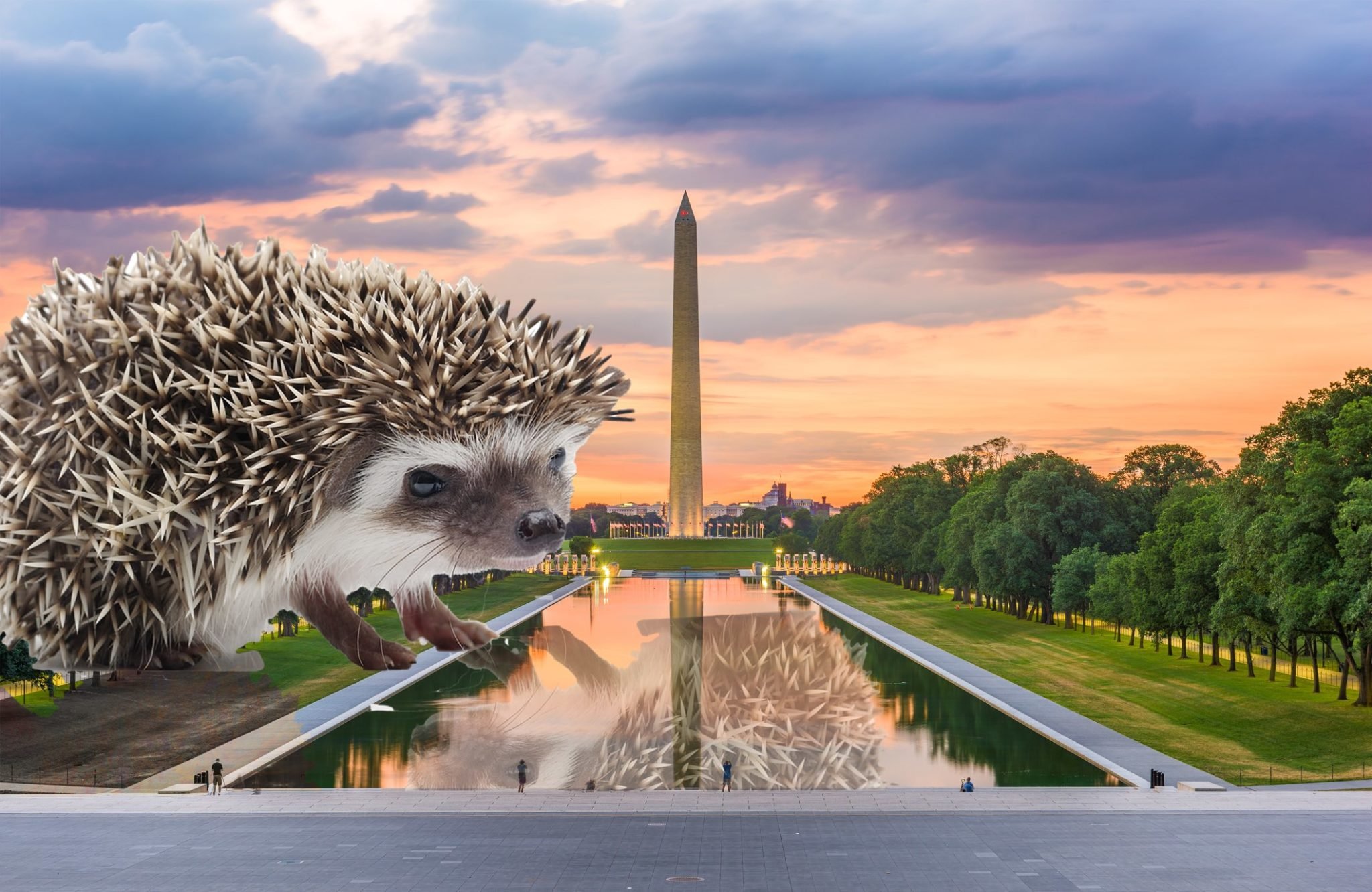 hedgehogs dc