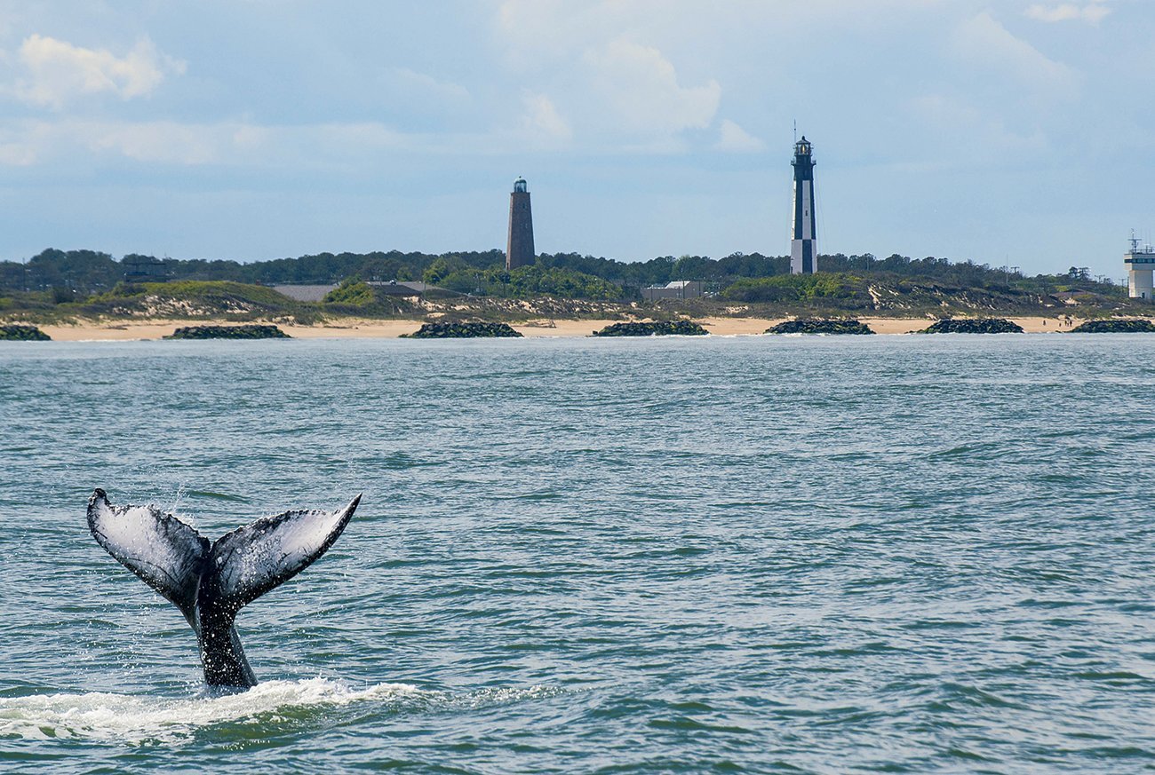 Weekend getaway: whale-spotting in winter.