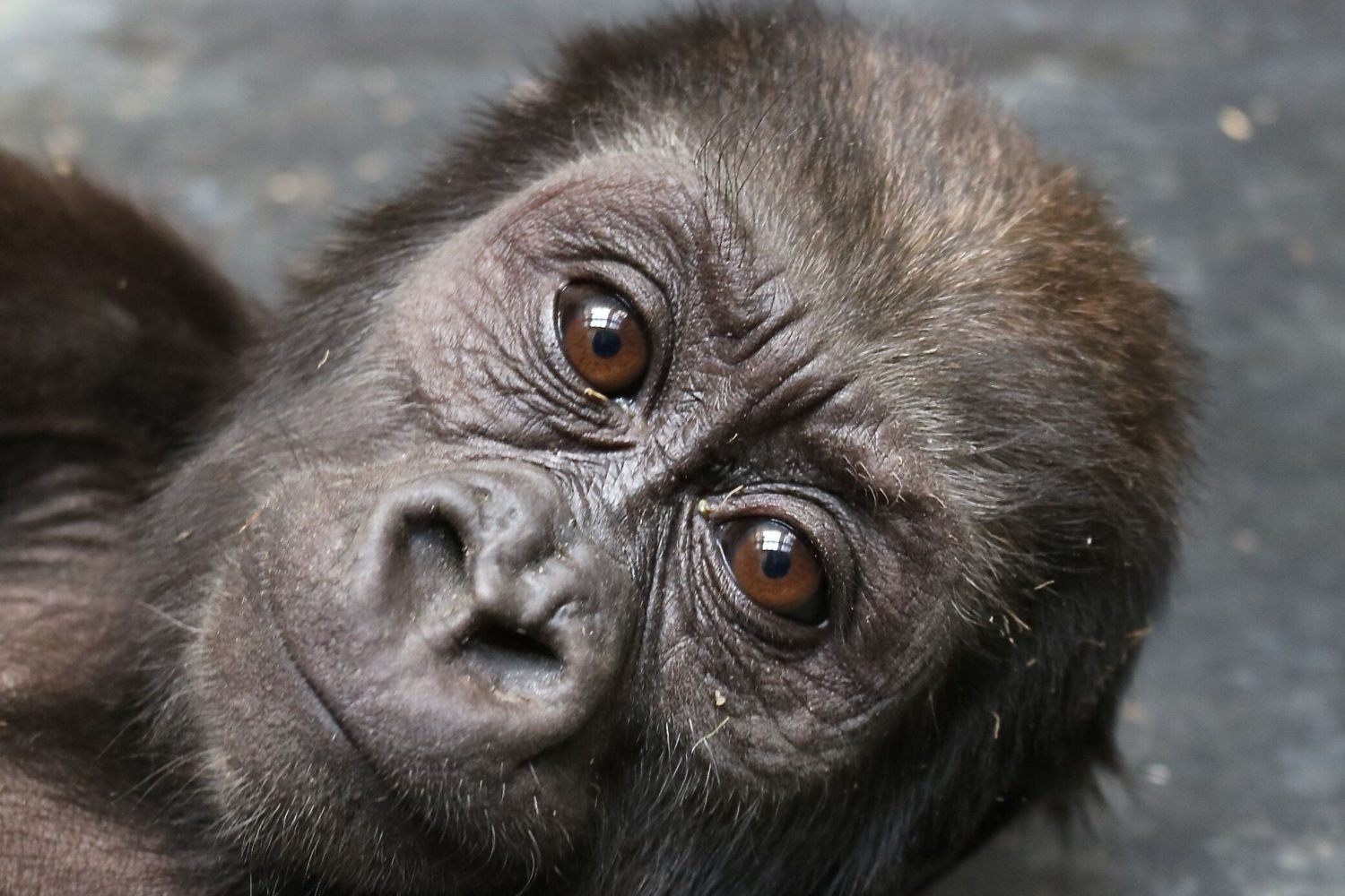 Moke the baby gorilla is recovering from a fractured femur. Photograph by Melba Brown.