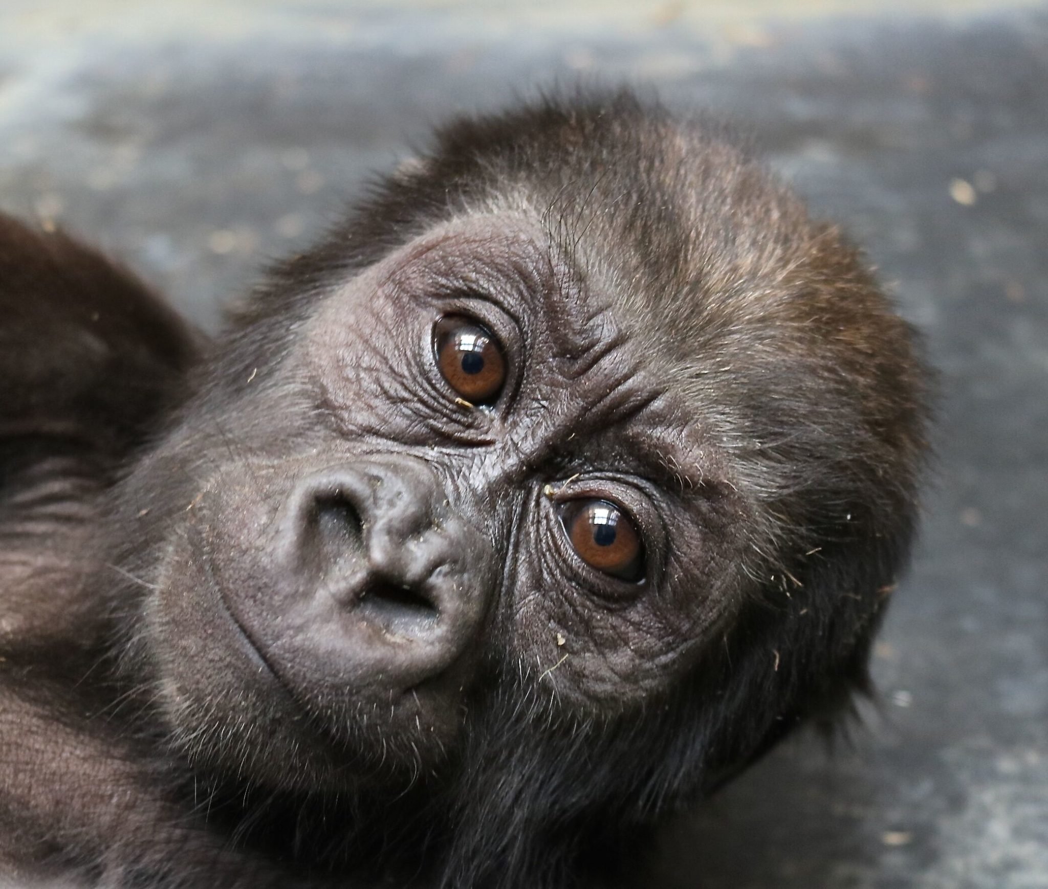 Moke the baby gorilla is recovering from a fractured femur. Photograph by Melba Brown.