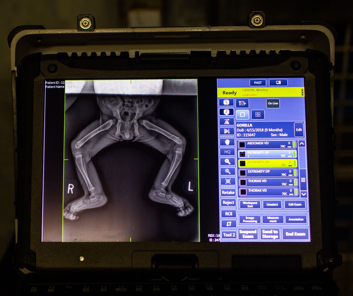 IolYjSht - Washingtonian X-rays revealed a fracture in Moke's left femur. Photograph by Roshan Patel.