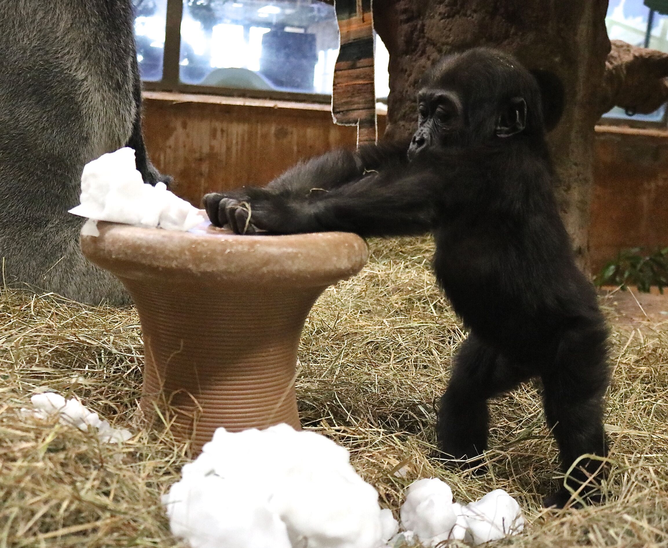 Despite his injury, Moke maintained his usual playful demeanor. Photograph by Melba Brown. 