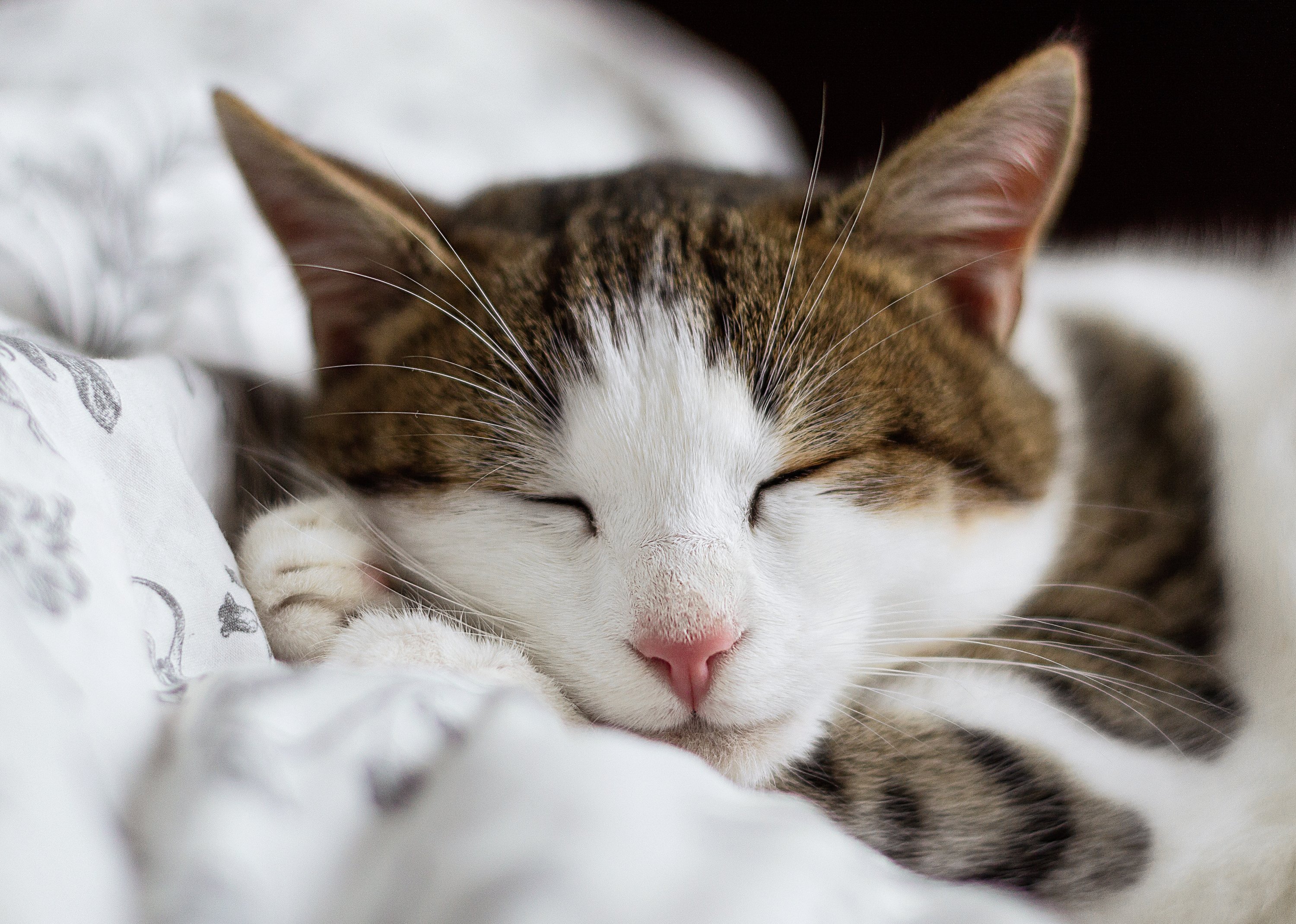 Washingtonian Cutest Cat Contest 2019. All photographs via Unsplash.