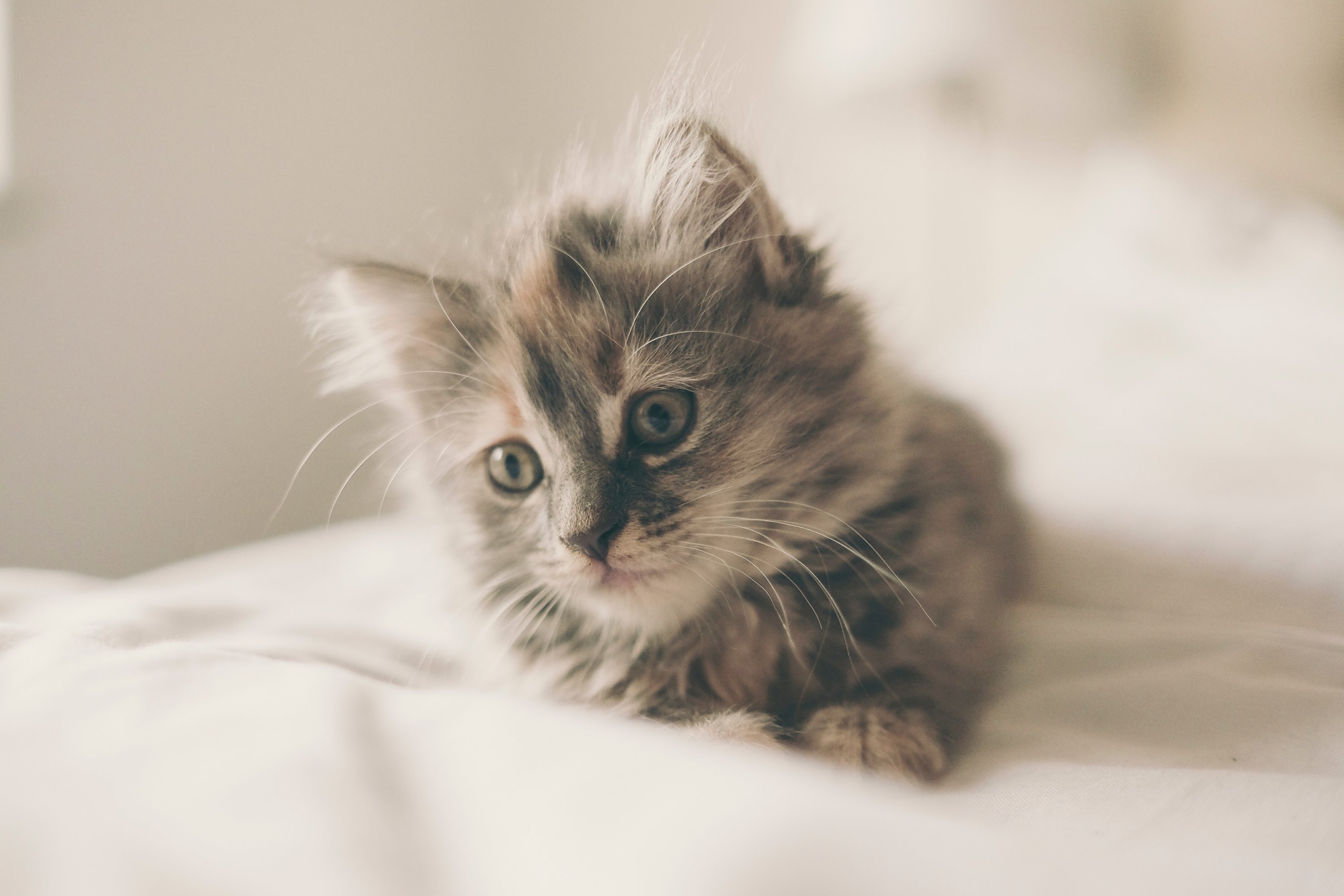 Washingtonian Cutest Cat Contest 2019. All photographs via Unsplash.