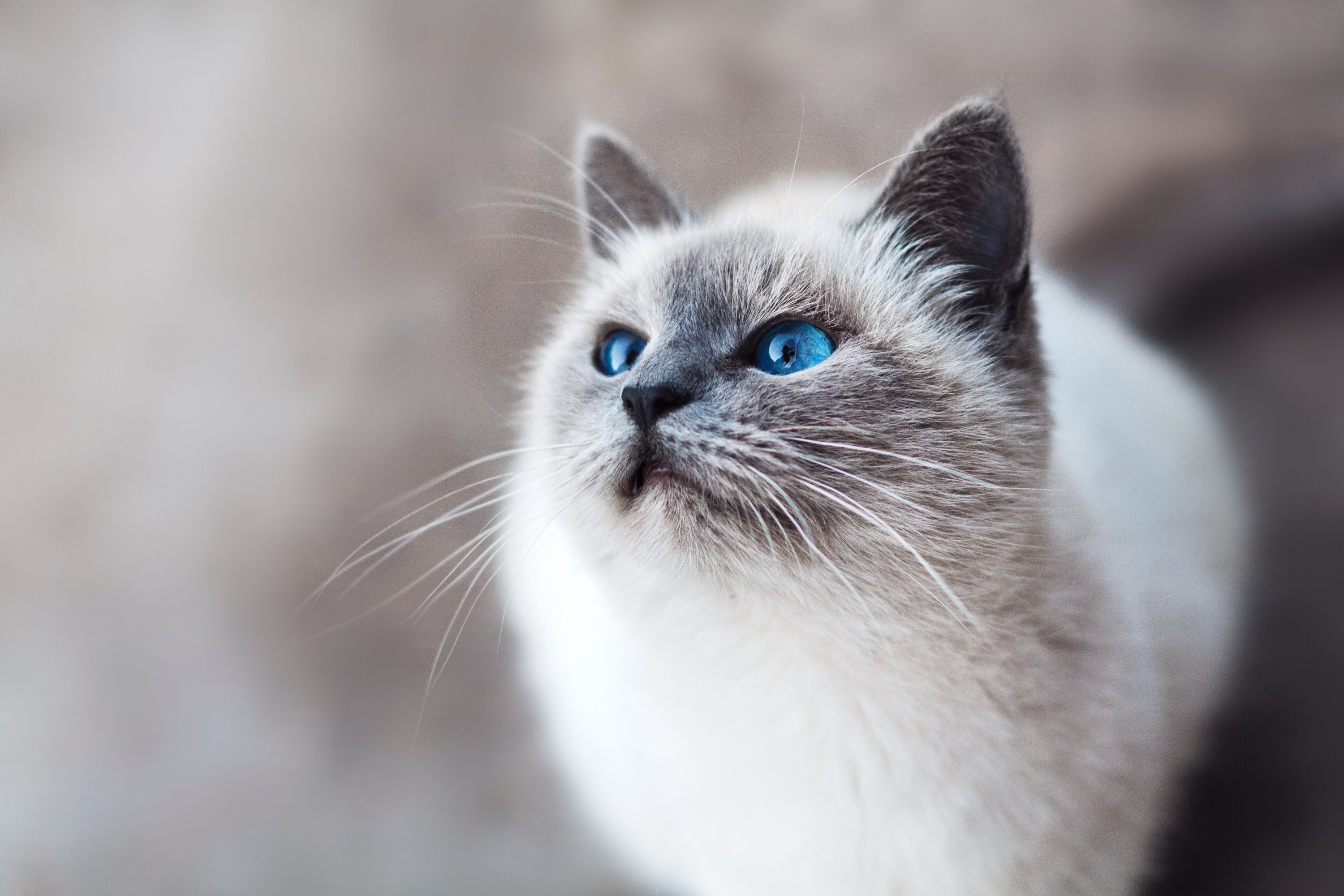 Washingtonian Cutest Cat Contest 2019. All photographs via Unsplash.