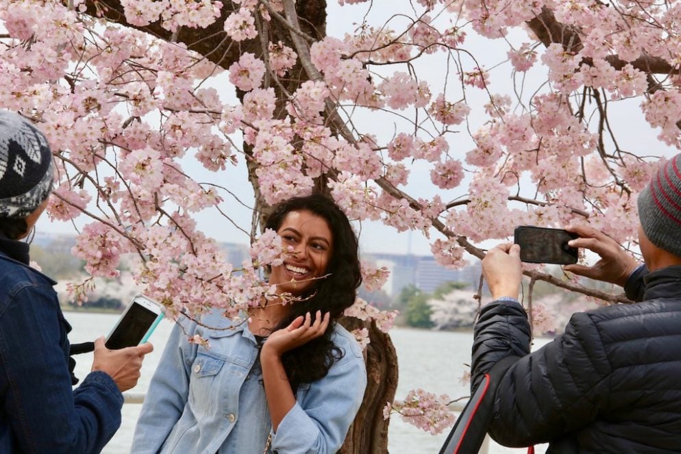 DC Cherry blossoms Peak Bloom 2019