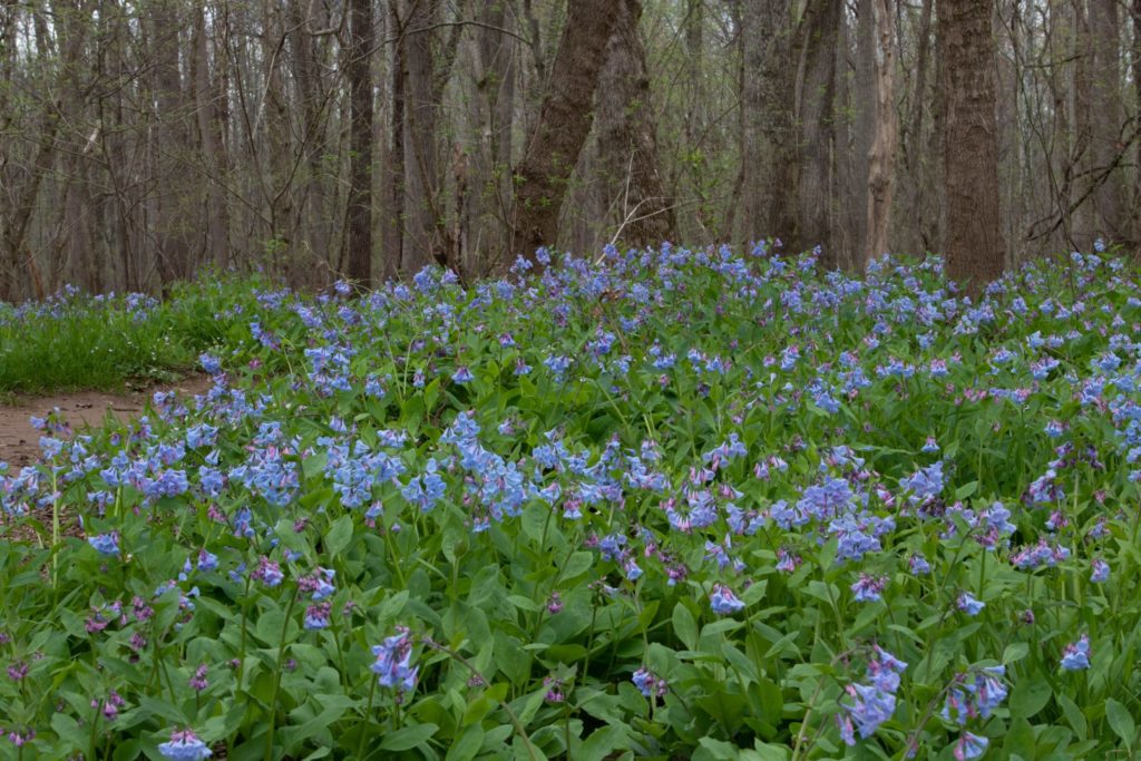 Bluebells Are About to Peak at Bull Run Regional Park - Vimarsana News