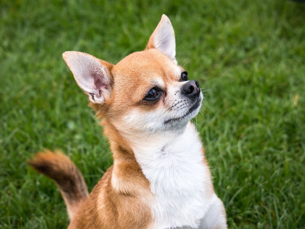 A large quantity of rescued chihuahuas are up for adoption in the DC area. Photograph courtesy of Pixabay.