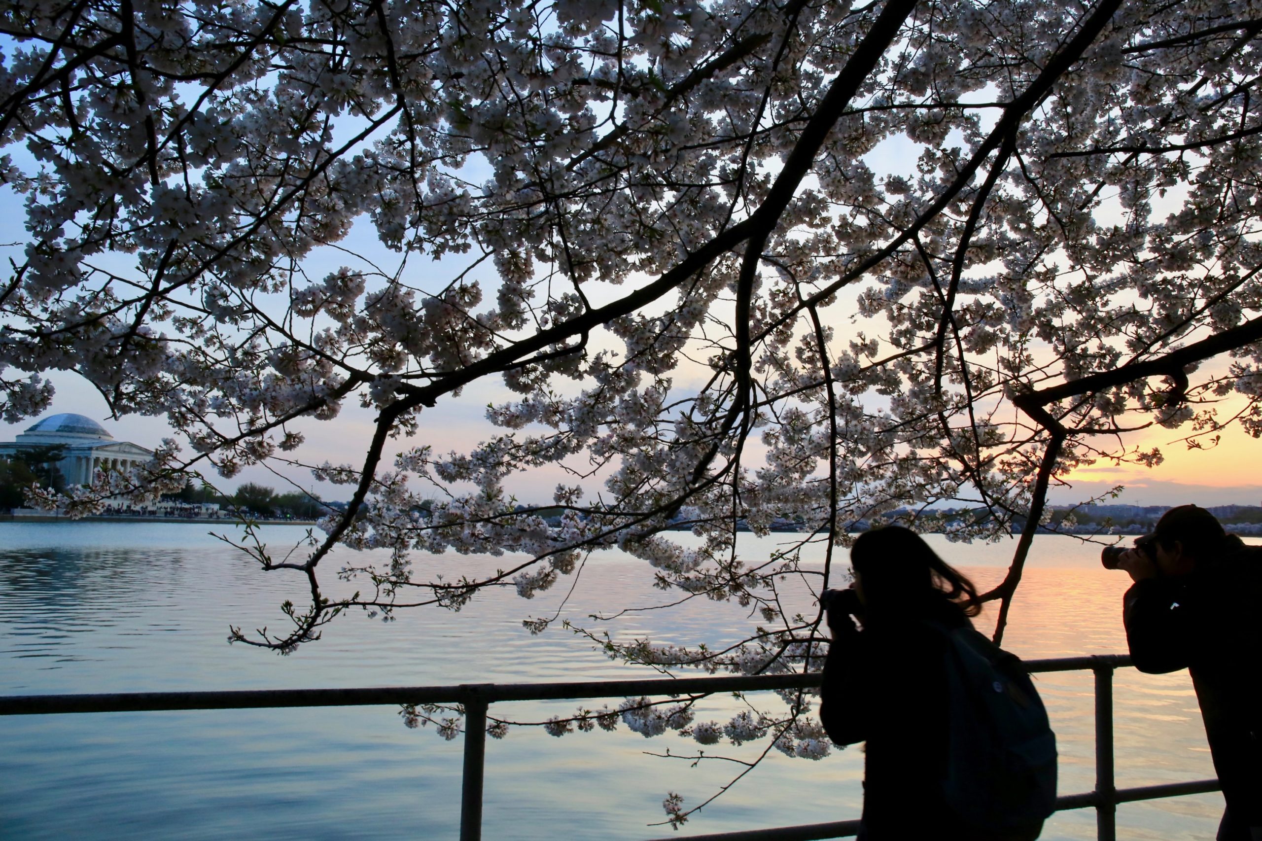 cherry blossoms dc peak bloom 2023