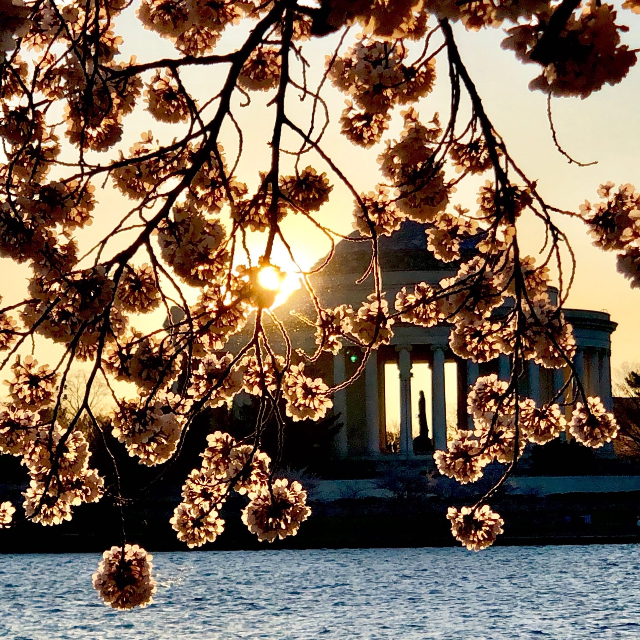 cherry blossoms peak bloom 2023