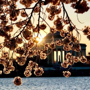 🌸🌸🌸 Peak Bloom Could Arrive Early, National Park Service Says 🌸🌸🌸